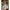 Coral Sconce (Shadeless)-White