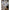 Coral Sconce (Shadeless)-White