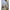 Coral Sconce (Shadeless)-White