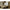 Capiz Scalloped Chandelier (20” DIAM)-Brass Gold￼